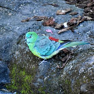 Red-rumped Parrot - new species