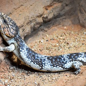 Western Shingleback