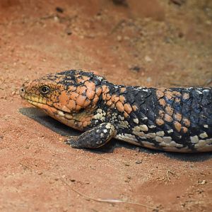 Western Shingleback