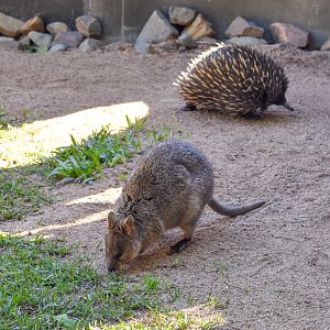 Quokka and Short-beaked Echidna - mixed species enclosure