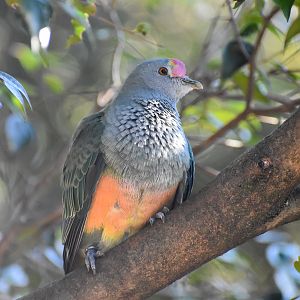 Rose-crowned Fruit-Dove