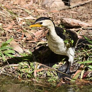 Little Pied Cormorant - wild
