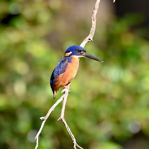 Azure Kingfisher - wild