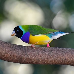 Gouldian Finch