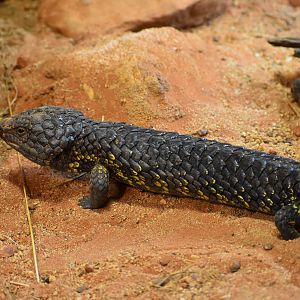 Shingleback