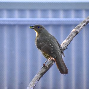 Satin Bowerbird