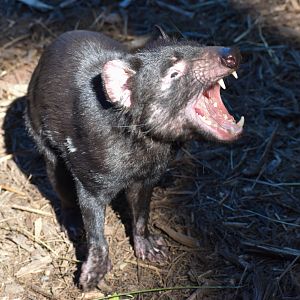 Tasmanian Devil