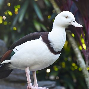 Radjah Shelduck