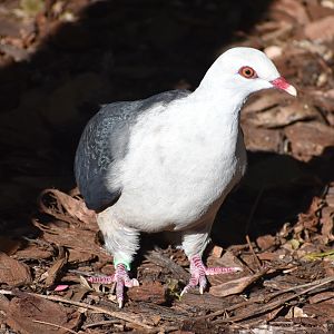 White-headed Pigeon