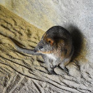 Quokka