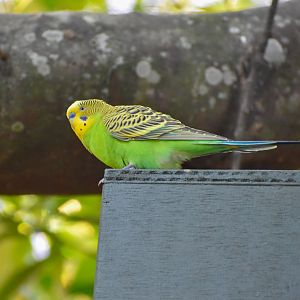 Bush Budgerigar
