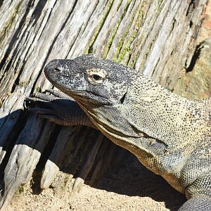 Komodo Dragon