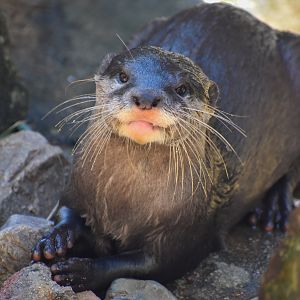 Asian Small-clawed Otter