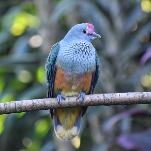 Rose-crowned Fruit-Dove