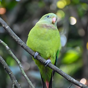 Superb Parrot