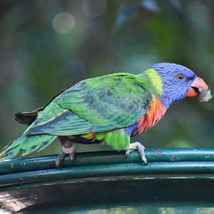 Rainbow Lorikeet