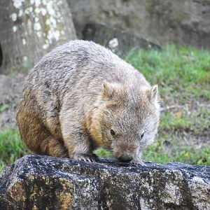 Common Wombat