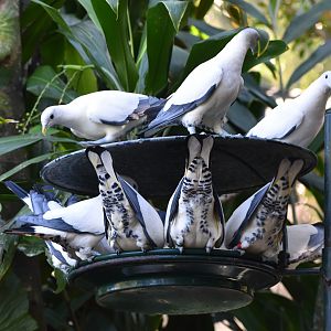 Torresian Imperial-Pigeons