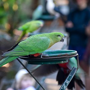Australian King Parrot