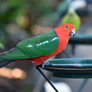 Australian King Parrot
