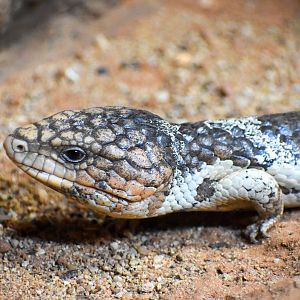 Western Shingleback