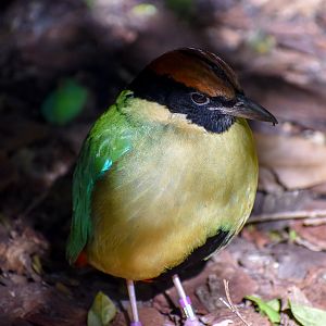 Noisy Pitta