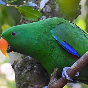 Eclectus Parrot