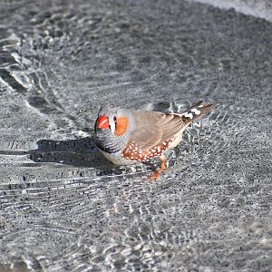 Zebra Finch