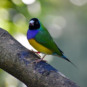 Gouldian Finch