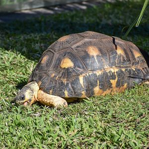 Radiated Tortoise