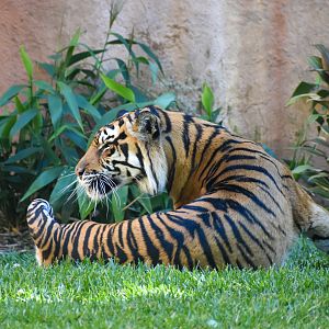 Sumatran Tiger