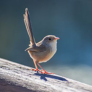 Red-backed Fairywren - wild