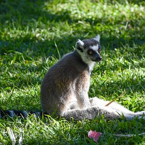 Ring-tailed Lemur