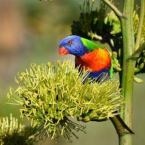 Rainbow Lorikeet - wild