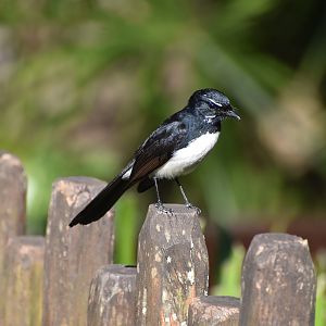 Willie-Wagtail - wild