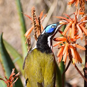 Blue-faced Honeyeater - wild