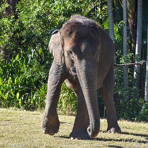 Sumatran Elephant