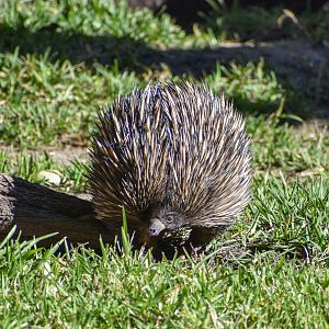 Short-beaked Echidna