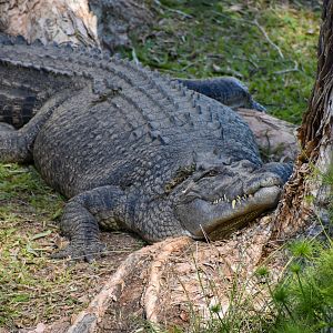 Saltwater Crocodile