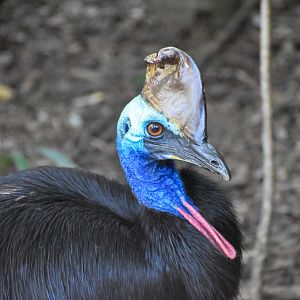 Southern Cassowary