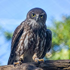 Barking Owl