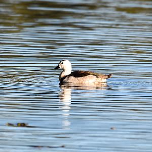 Cotton Pygmy-Goose