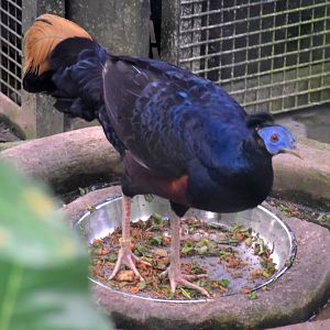 Lesser Bornean Crested Fireback (Lophura ignita ignita)