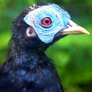 Malayan Crested Fireback (Lophura rufa)