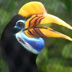 Knobbed Hornbill (Rhyticeros cassidix)