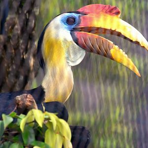 Wrinkled Hornbill (Rhabdotorrhinus corrugatus)