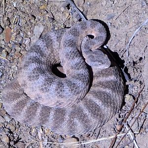Tiger rattlesnake (Crotalus tigris)