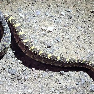 Black-tailed rattlesnake (Crotalus molossus molossus)