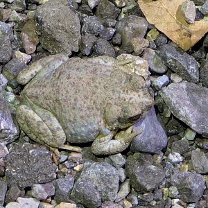 Red-spotted toad (Anaxyrus punctatus)