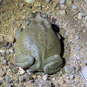 Colorado River toad (Incilius alvarius)